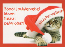GATTO KITTY Animale Vintage Cartolina CPSM #PBQ888.IT - Cats
