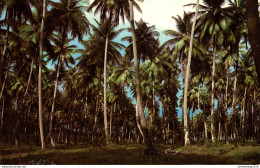 N°19520 Z -cpsm Coconut Trees - - Barbades