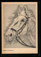 AK Vollblut (Trakehnen), Portrait  - Paardensport
