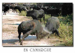 Animaux - Taureaux - Camargue - Combat De Taureaux - CPM - Voir Scans Recto-Verso - Taureaux