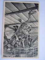 Bruxelles Musée D'historie Naturelle 13 Squelettes De L'Iguanodon De Bernissart Dino Nels - Museen