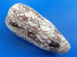 Conus Omaria Philippines (Olango) 69mm F+++ N5 - Coquillages