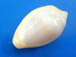 Marginella Cincta Sénégal 20,8mm GEM N2 - Coquillages