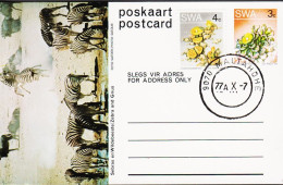 1977. SOUTH WEST AFRICA.  Flower 3 C Postcard (Motive Zebra And Gnus) + 4 C Flower Cancelled... (Michel 376+) - JF546602 - Südwestafrika (1923-1990)