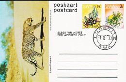 1977. SOUTH WEST AFRICA.  Flower 3 C Postcard (Motive Leopard) + 9 C Flower Cancelled LUDERI... (Michel 380+) - JF546607 - Südwestafrika (1923-1990)