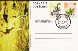 1977. SOUTH WEST AFRICA.  Flower 3 C Postcard (Motive Steenbuck) + 14 C Flower Cancelled KAL... (Michel 382+) - JF546608 - Südwestafrika (1923-1990)
