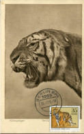 X1232 Germany Ddr,  Maximum Card  1975 Zoo Of Leipzig, Showing A Tiger - Cartoline Maximum