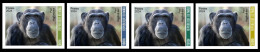 MALI 2024 SET 4V IMPERF - CHIMPANZEE CHIMPANZEES CHIMPANZE MONKEY MONKEYS APES- INTERNATIONAL DAY BIODIVERSITY - MNH - Chimpanzees