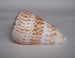 Conus Pulcher - Coquillages