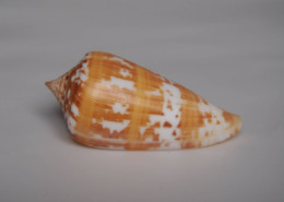 Conus Janus - Avec Déformation - Schelpen