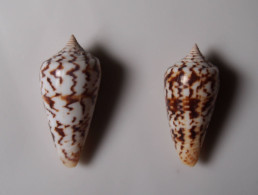 Conus Janus - Paire - Schelpen