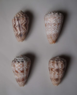 Conus Arenatus - Lot De 4 - Schelpen