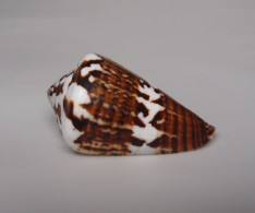 Conus Capitaneus - Coquillages