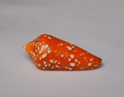 Conus Crocatus - Schelpen