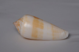 Conus Consors - Schelpen