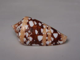 Conus Ammiralis - Schelpen