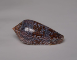 Conus Euetrios - Coquillages