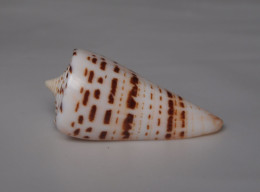 Conus Monile - Coquillages
