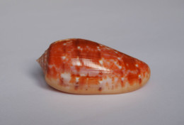 Conus Bullatus - Coquillages