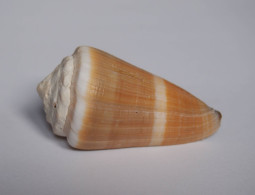 Conus Lividus - Schelpen