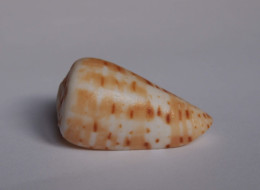 Conus Medoci - Coquillages