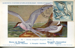 X1260 Monaco,maximum Card 1983 Larus Argentatus,herring Gull, Mouettes, Sterne, - Mouettes