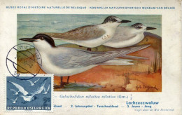 X1262 Austria,maximum Card 1956 Mouette,larus Ridibundus,Black-headed Gull, - Mouettes