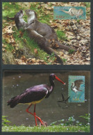 Slovakia 2015 Protected Landscape Area Poľana River Otter And Black Stork Set Of 2 Maxicards - Kraanvogels En Kraanvogelachtigen