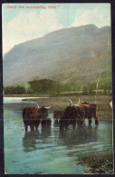 England - 1908 - Bulls - "Amid The Everlasting Hills" - Taureaux