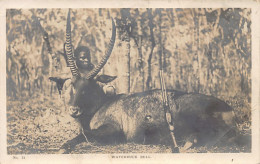 Zimbabwe - Waterbuck Bull - REAL PHOTO - Publ. Smart & Copley 71 - Zimbabwe