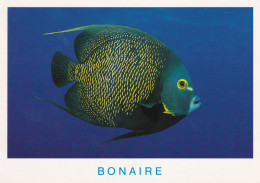 ANT 02 01#1+15 - BONAIRE - ANGELFISH - Bonaire