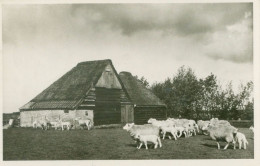 Texel 1948; Schapenboet Bij De Waal - Gelopen. (J. Nauta - Den Burg, Texel) - Texel