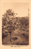 Nigeria - Coffee Tree In Flower - Publ. African Missions Of Lyon (France)  - Nigeria