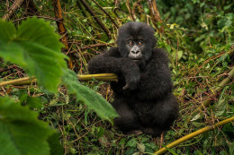 Rwanda - Volcanoes National Park - Gorilles - Parc Des Volcans - Zoo - CPM - Carte Neuve - Voir Scans Recto-Verso - Rwanda
