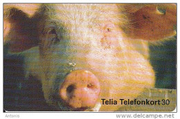 SWEDEN(chip) - Pig, 11/95, Used - Andere & Zonder Classificatie