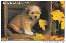 SWEDEN(chip) - Dog, 09/97, Used - Perros
