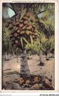 AETP8-USA-0622 - PALM BEACH - FLA - A Cocoanut Palm - Palm Beach