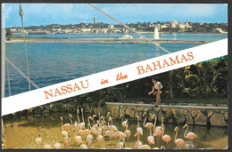 Nassau  Bahamas - Greetings Nassau In The Bahamas - Nice Stamp - No: P17346 - Bahama's