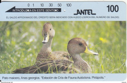 URUGUAY(Tamura) - Birds, Pato Maicero, 08/96, Used - Otros & Sin Clasificación