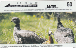 URUGUAY(Tamura) - Birds, Chaja, 08/96, Used - Otros & Sin Clasificación