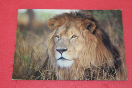 Zimbabwe Rhodesia Animals Lion 1997 By D, Allen + Nice Stamps - Zimbabwe