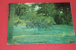 Zambia Animals 1998 +  Nice Stamps - Sambia