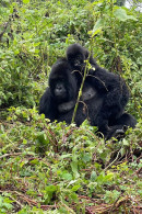 Rwanda - Volcanoes National Park - Gorilles - Parc Des Volcans - Zoo - CPM - Carte Neuve - Voir Scans Recto-Verso - Rwanda