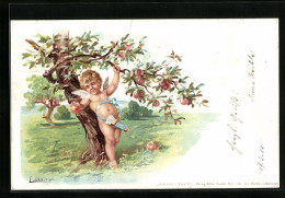 Künstler-AK E. Döcker: Amor Unter Einem Apfelbaum  - Doecker, E.