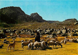 Portugal - Beira Alta - Pastor Da Serra Da Estrela - Berger Da La Serra Da Estrela - Moutons - Chiens - CPM - Carte Neuv - Coimbra