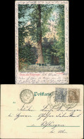 Ansichtskarte Göppingen Baum Im Oberholz 1903 - Goeppingen