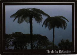 CPM AK Fougeres Arborescentes REUNION (1408290) - Réunion
