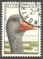 198 Belgium Oie Goose Geese Gans Oca Ganso (BEL-640b) - Ganzen