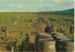 ARBOIS - DOMAINE DE MONTFORT - - Arbois