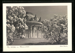 Foto-AK Max Baur: Es Blüht In Sanssouci, Schloss Mit Magnolienbäumen - Altri & Non Classificati